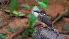 Alcedo peninsulae