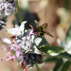 Bombus vandykei