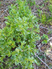 Baccharis pilularis consanguinea