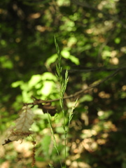 Festuca heterophylla