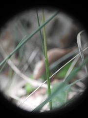 Festuca heterophylla