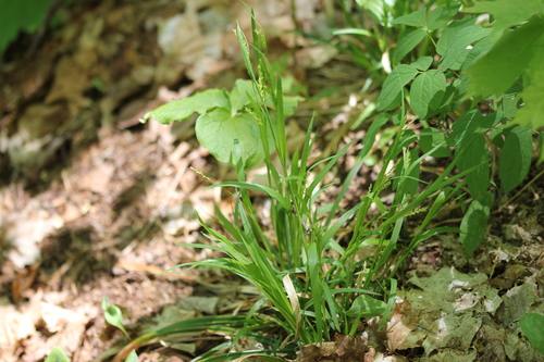 Image of Carex leptonervia by (c) Quinten Wiegersma, some rights reserved (CC BY)