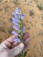 Penstemon laevis