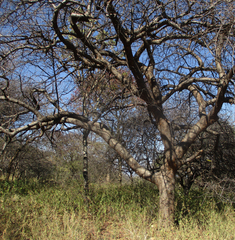 Commiphora mollis