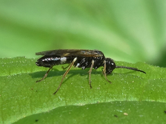 Allantus cinctus