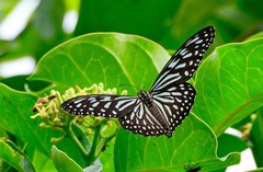 Ideopsis vulgaris macrina
