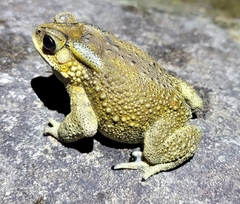 Duttaphrynus melanostictus