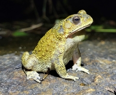 Duttaphrynus melanostictus