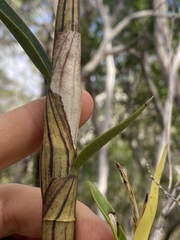 Dendrobium trilamellatum