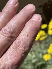 Misumessus dicaprioi