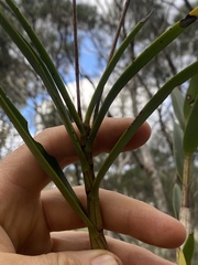 Dendrobium trilamellatum