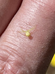 Misumessus dicaprioi