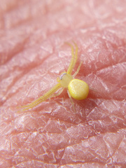 Misumessus dicaprioi