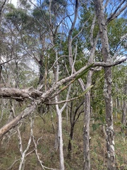 Dendrobium trilamellatum