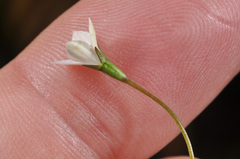 Wahlenbergia rupestris