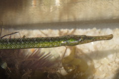 Syngnathus floridae