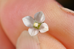 Wahlenbergia rupestris