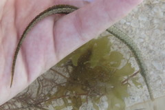 Syngnathus floridae