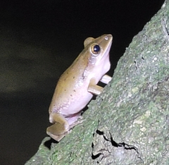 Polypedates megacephalus