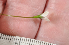 Wahlenbergia rupestris
