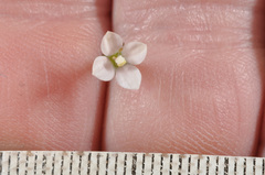 Wahlenbergia rupestris
