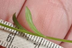 Wahlenbergia rupestris