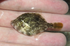 Stephanolepis hispida