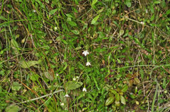 Wahlenbergia rupestris