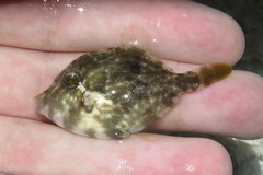 Stephanolepis hispida