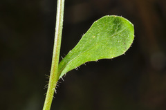 Wahlenbergia rupestris