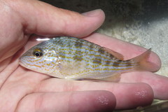 Orthopristis chrysoptera