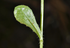 Wahlenbergia rupestris