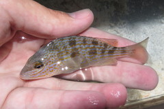 Orthopristis chrysoptera