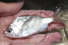 Eucinostomus gula