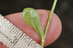 Wahlenbergia rupestris