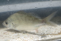 Eucinostomus gula