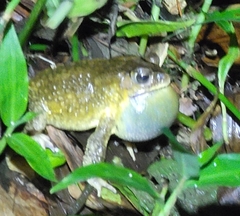 Duttaphrynus melanostictus