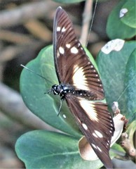 Pseudacraea lucretia tarquinea