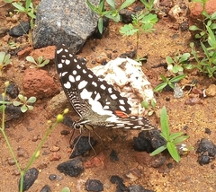 Papilio demoleus