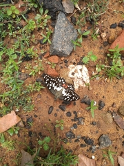 Papilio demoleus