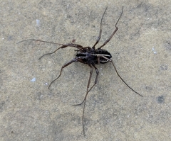 Zachaeus