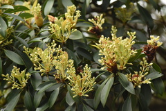 Machilus chekiangensis