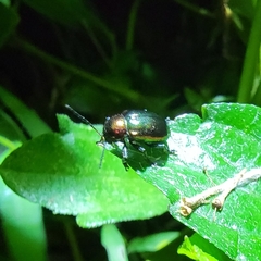 Chrysomelidae