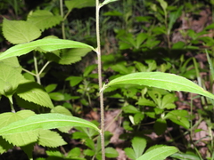 Dichomeris nonstrigella