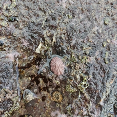 Patelloida corticata