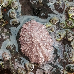 Patelloida corticata