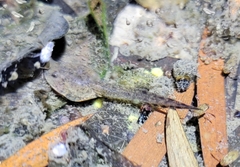 Anura