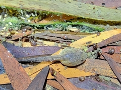 Anura