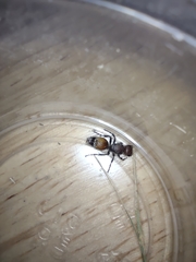 Dasymutilla texanella