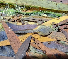 Anura